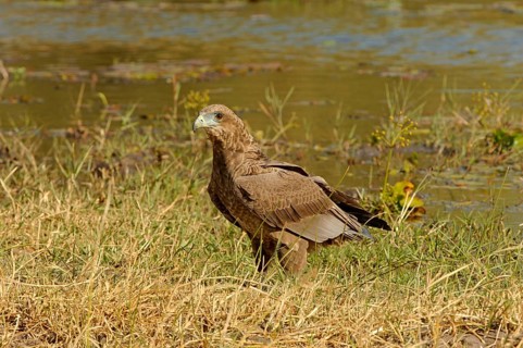 Bateleur Eagle