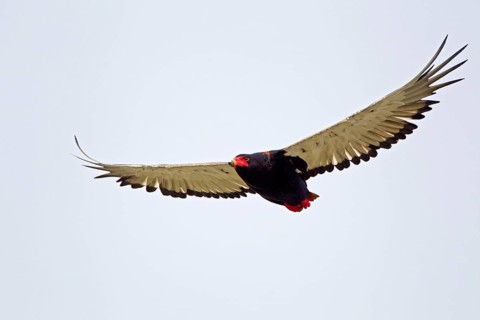 Bateleur