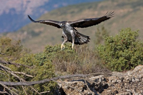 Bonelli's Eagle