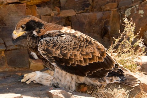 Verreaux's verreaux's eagle