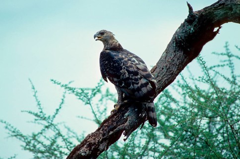 Crowned crowned eagle