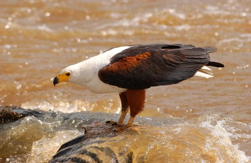 African fish eagle