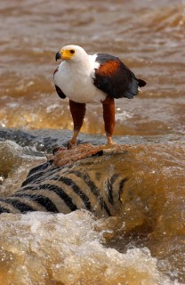 African fish eagle