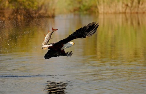 African fish eagle