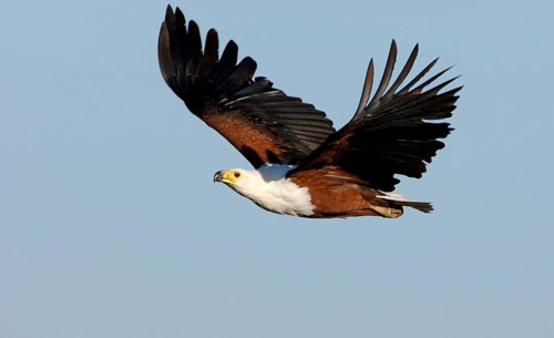 African Fish Eagle