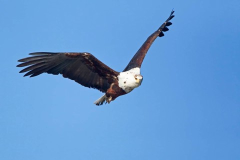African fish eagle