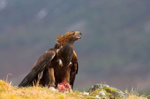 Golden eagle