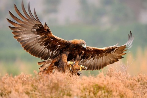 Golden eagle