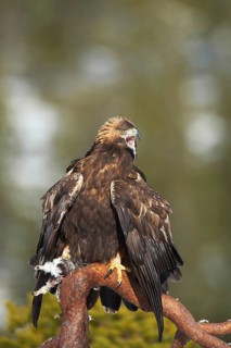 Golden eagle