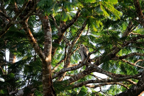 Young american harpy eagle
