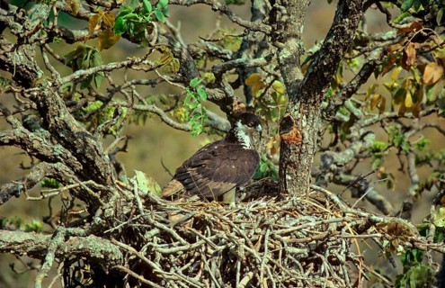 African hawk-eagle