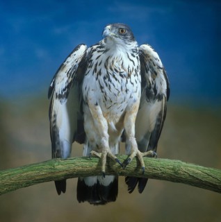 African hawk-eagle