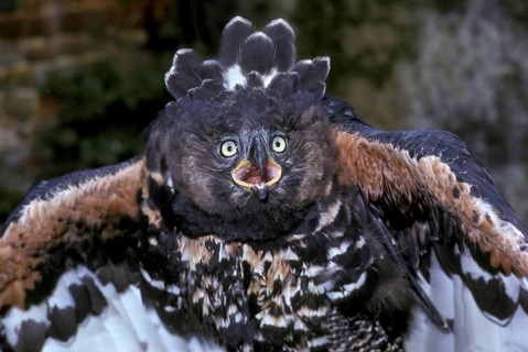 Crowned eagle