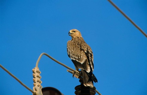 Eastern imperial eagle