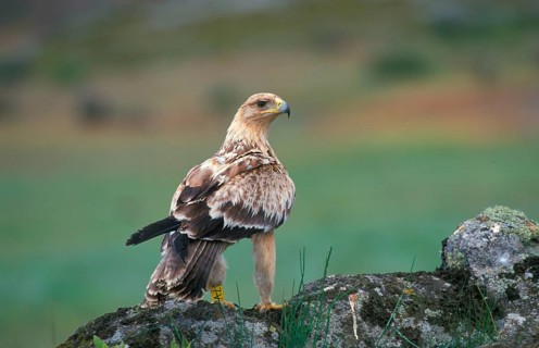 Spanish imperial eagle