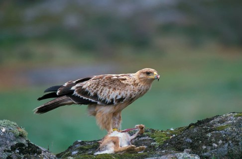 Spanish imperial eagle