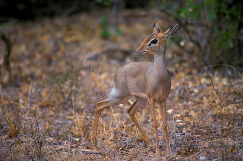 Antelope