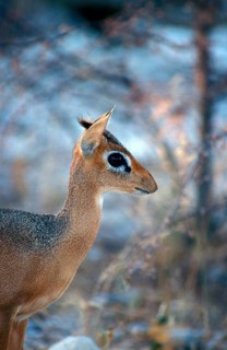 Kirk's Dik kirk's dik-dik