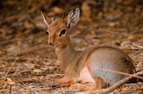 Kirk's Dik kirk's dik-dik