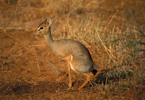 Kirk's Dik kirk's dik-dik