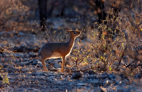 Kirk's kirk's dik-dik