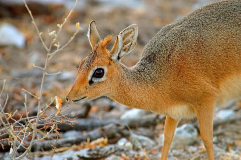Kirk's kirk's dik-dik
