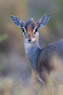 Kirk's kirk's dik-dik