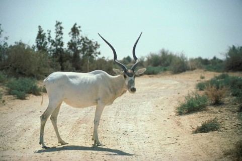 Addax
