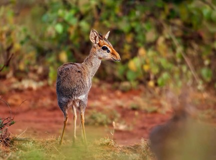 Guenther's dik-dik