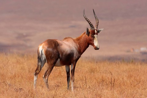 Blesbok
