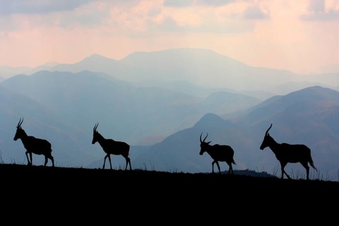 Blesbok