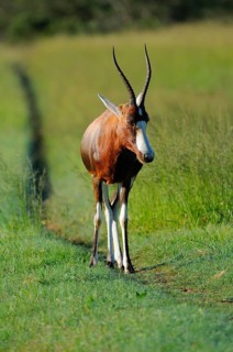 Blesbok