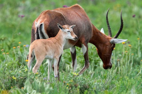 Blesbok