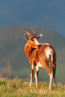 Blesbok