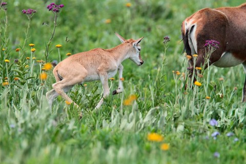Blesbok