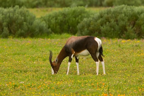 Bontebok