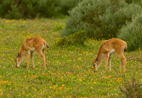 Bontebok