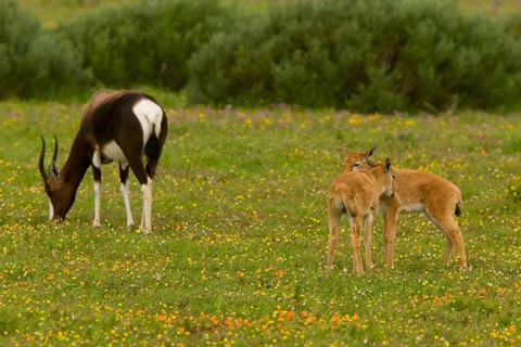 Bontebok