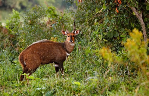 Southern Bushbuck