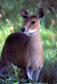 Four-horned antelope