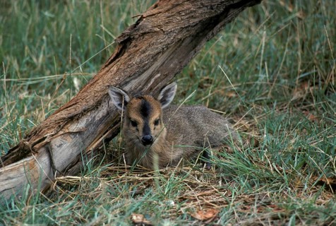 Crown duiker