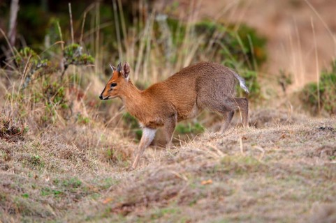 Common duiker