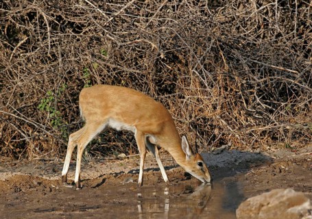 Common duiker