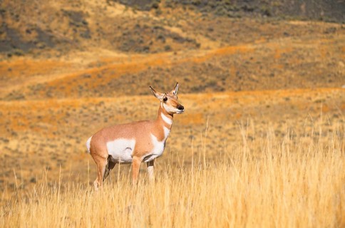 Pronghorn