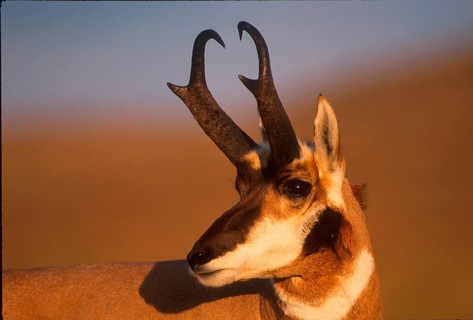 Pronghorn