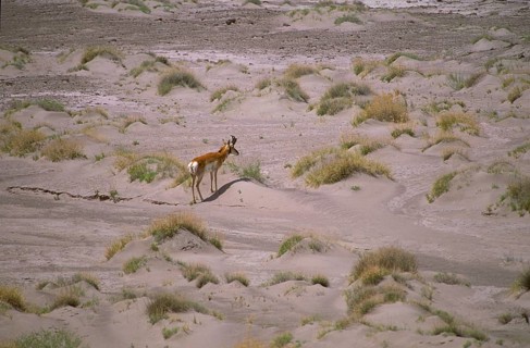 Pronghorn