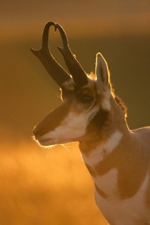 Pronghorn