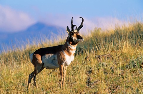 Pronghorn