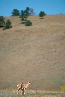 Pronghorn