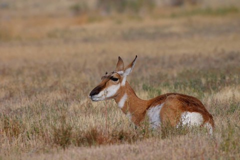 Pronghorn